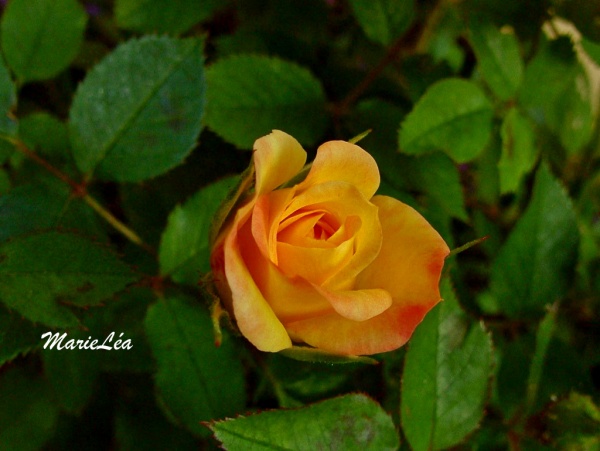 Photo Martigues - Rose jaune du jardin