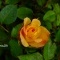 Photo Martigues - Rose jaune du jardin