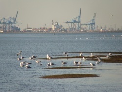 Photo paysage et monuments, Port-Saint-Louis-du-Rhône - route de napoleon