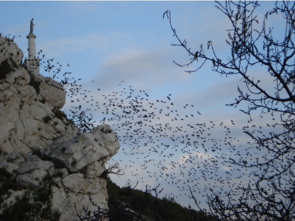 Photo Le Rove - nuage d'oiseaux