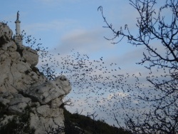 Photo paysage et monuments, Le Rove - nuage d'oiseaux