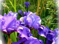 Photo faune et flore, Le Rove - Iris sauvages