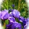 Photo Le Rove - Iris sauvages