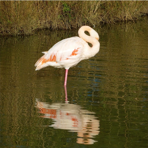 Photo Saintes-Maries-de-la-Mer - Flamand rose