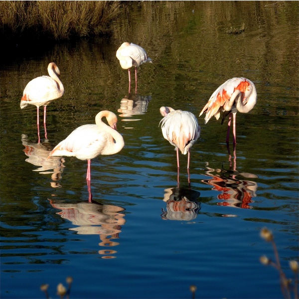 Photo Saintes-Maries-de-la-Mer - Un petit groupe de flamands