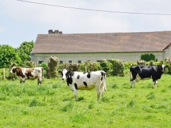 Photo paysage et monuments, Amayé-sur-Seulles - Vache