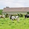 Photo Amayé-sur-Seulles - Vache