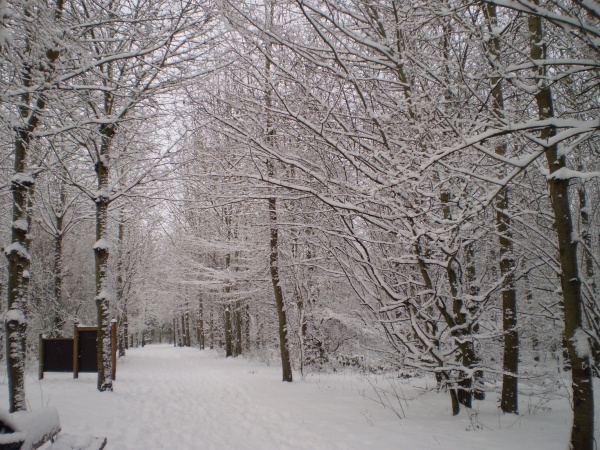 Photo Ifs - forêt en hiver