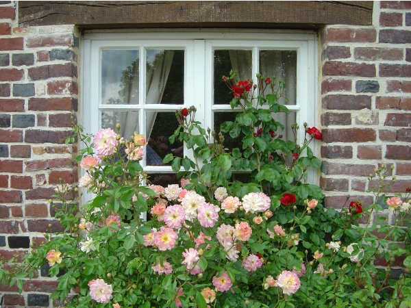 Photo Sainte-Marguerite-de-Viette - Roses des " petits Matins Bleus" à Ste Marguerite de viette