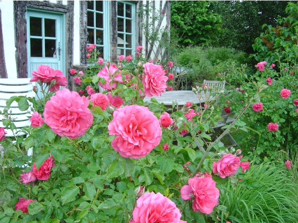 Photo Sainte-Marguerite-de-Viette - Les roses se plaisent à Sainte Marguerite de viette