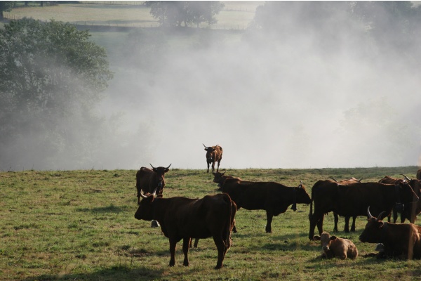 Brouillard Cussac