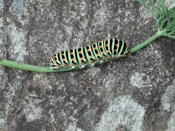 Photo Vieillevie - Quand la chenille s'invite !