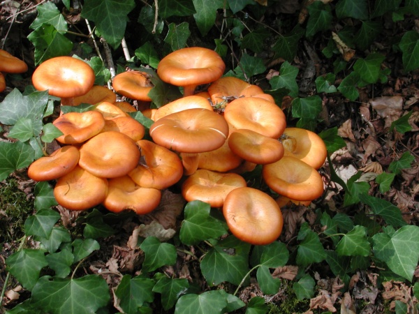 Photo Vieillevie - Champignons en sous bois à Vieillevie !