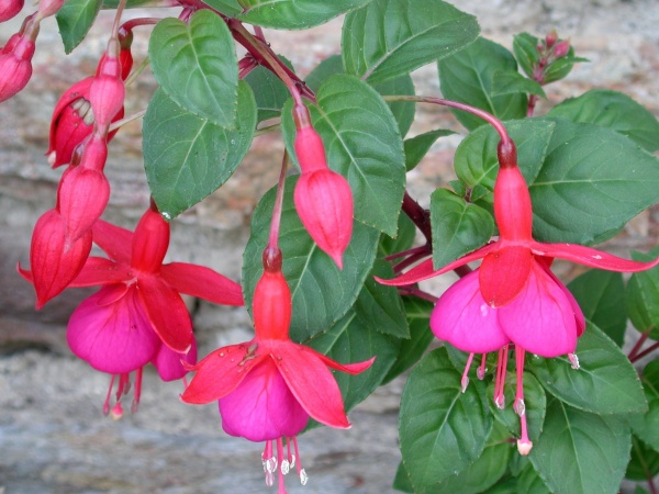 Photo Vieillevie - Fuschia.