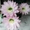 Photo Vieillevie - Fleurs de cactus
