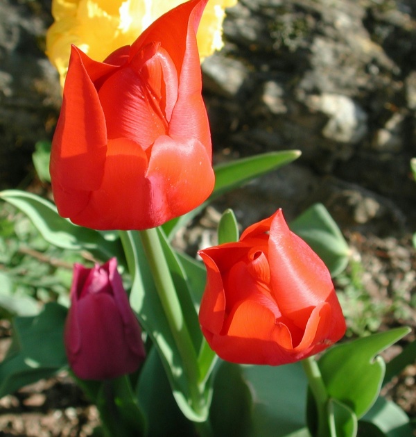 Photo Vieillevie - Tulipe d'avril à Vieillevie