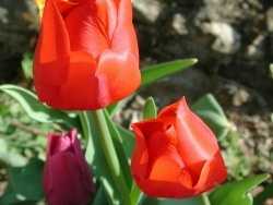Photo faune et flore, Vieillevie - Tulipe d'avril à Vieillevie