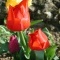Tulipe d'avril à Vieillevie