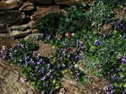 Photo faune et flore, Vieillevie - Premières violettes !