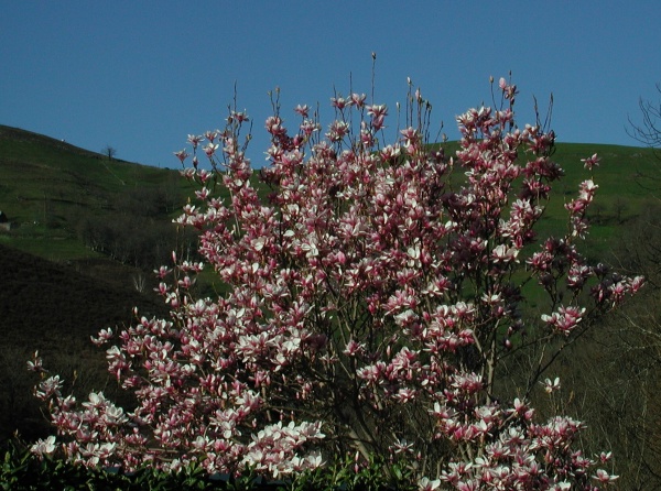 Photo Vieillevie - Magnolia 2011