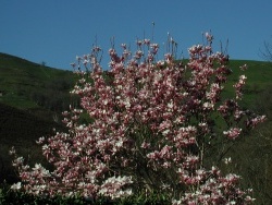 Photo faune et flore, Vieillevie - Magnolia 2011