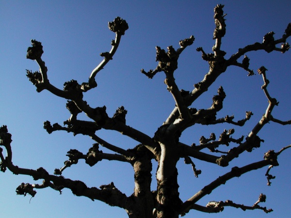 Photo Vieillevie - Charpente d'arbre !