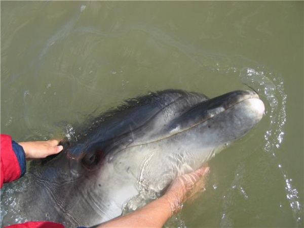 Randy (Dony) le dauphin joueur