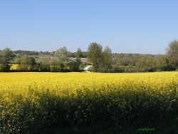 Photo faune et flore, Chevanceaux - En passant par la voie verte.