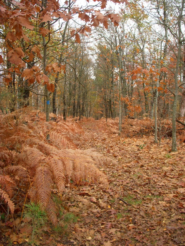 Photo Méry-ès-Bois - La forêt en automne
