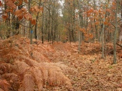 Photo paysage et monuments, Méry-ès-Bois - La forêt en automne