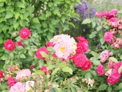 Photo paysage et monuments, Auxey-Duresses - les fleurs