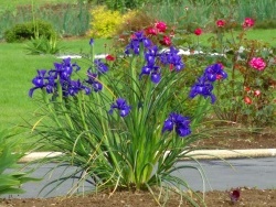 Photo faune et flore, Bourbriac - jardin Briacin