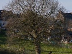 Photo paysage et monuments, Bourbriac - auprès de mon arbre !!!!!