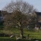 Photo Bourbriac - auprès de mon arbre !!!!!