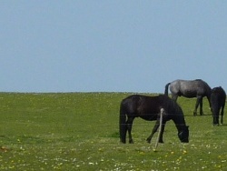 Photo paysage et monuments, Bourbriac - chevaux du coté de kerlann