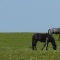 Photo Bourbriac - chevaux du coté de kerlann