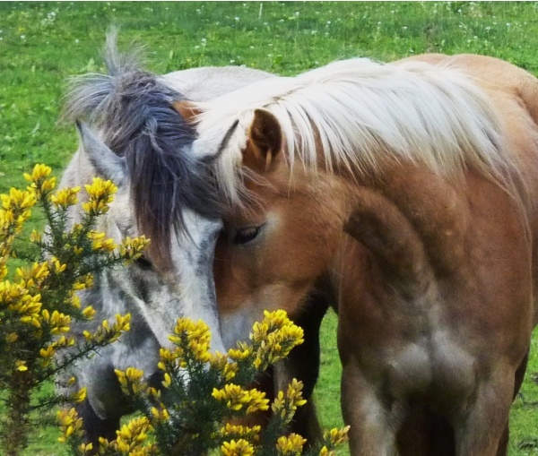 Photo Bourbriac - petit calin Briacin