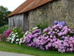 Photo faune et flore, Bourbriac - Toutes les couleurs  de Bretagne