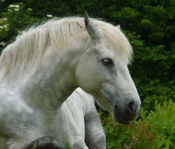 Photo Bourbriac - pouliche