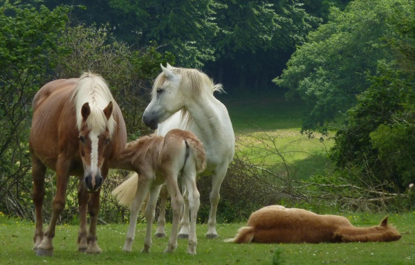 Photo Bourbriac - En famille