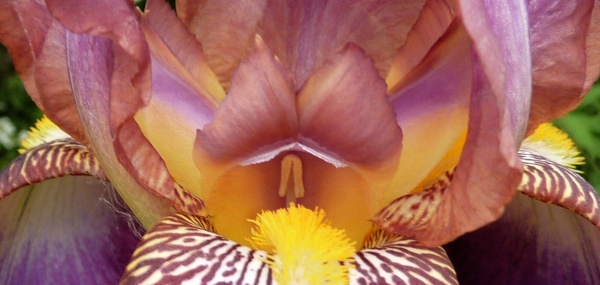 Photo Bourbriac - Dans les jardins Briacins  N°3