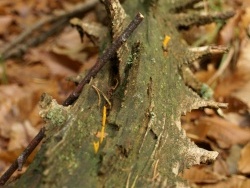 Photo faune et flore, Bourbriac - Bois mort dans l'bois