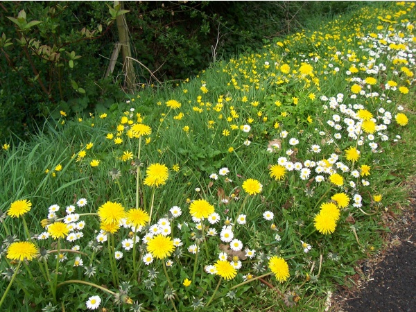 Photo Moustéru - Moustéru - écharpe de fleurs