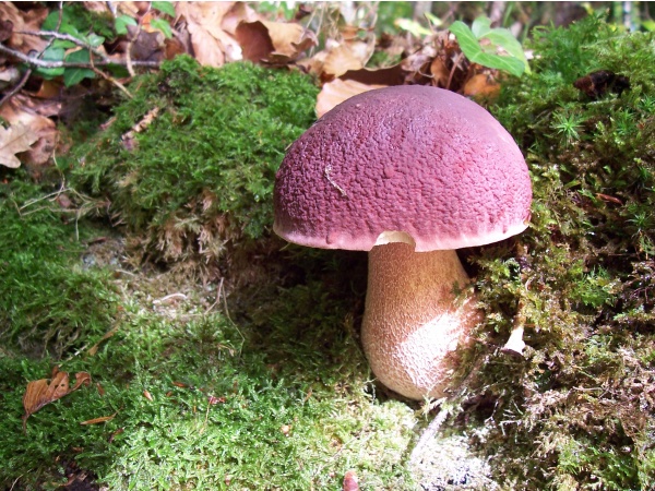 Photo Moustéru - Moustéru - Chapeau