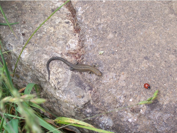 Photo Moustéru - Moustéru - Le lézard et la coccinelle