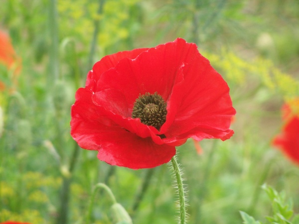 "Gentil coquelicot, Mesdames... Gentil coquelicot nouveau..."