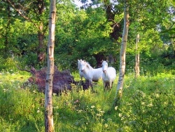 Photo faune et flore, Pleumeur-Bodou - Chevaux en semi-liberté, site naturel de Bringwiller à Pleumeur-Bodou