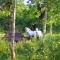 Photo Pleumeur-Bodou - Chevaux en semi-liberté, site naturel de Bringwiller à Pleumeur-Bodou