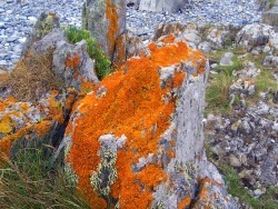 Photo paysage et monuments, Trédrez-Locquémeau - Locquémeau - août 2011