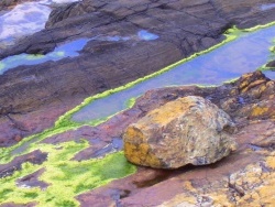 Photo paysage et monuments, Trédrez-Locquémeau - Locquémeau - Image peu banale de l'algue verte